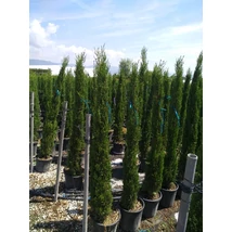 Cupressus sempervirens 'Pyramidalis' - Oszlopos európai ciprus 150/175