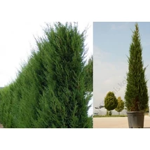 x Cupressocyparis leylandii 'Pyramidalis' - Oszlopos leylandi ciprus Standard+cone  CLT 25 H 70