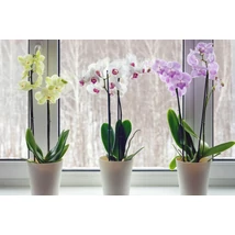 Orchidea mix