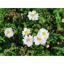 Anemone hupehensis Fantasy Rapunzel - Őszi szellőrózsa, kínai szellőrózsa EXTRA CS14