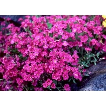 Aubrieta cuotoorum Axcent Glacier Red Pázsitviola CS14