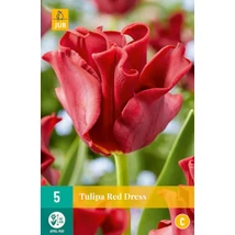Jub Red Dress tulipán virághagyma 5 db/cs Jub Red Dress tulipán virághagyma 5 db/cs