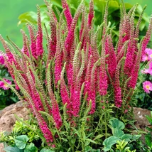 Veronica spicata 'Red Fox'- Veronika CS9