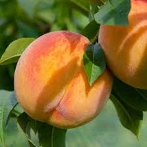 Gyümölcsfa 'Redhaven'   - Őszibarack fa K10