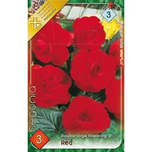 Begónia Double Large flowering Red 3db/cs