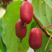 Actinidia arguta 'Red Jumbo' - Piros húsú, ízletes kivi 50/60 K2