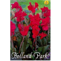 Canna virág  Red 1-db os