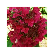 Hydrangea paniculata 'Wim's Red'– Bugás hortenzia K2L 20-60