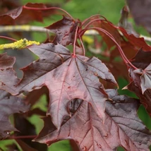 Acer platanoides 'Royal Red' - Vörös korai juhar K25 8/10 