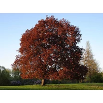 Acer platanoides 'Faassen's Black' - Vörös korai juhar 250/350 Drótlabdás