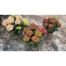 Hydrangea macrophylla 'Rembrandt' - Kerti hortenzia K23 EXTRA