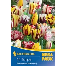 Kiepenkerl Rembrandt Mischung vegyes tulipánhagymák MEGA PACK 14db