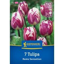 Kiepenkerl Tulipán Rems Sensation 7db