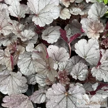 Heuchera Silverberry - Tűzeső Cs14