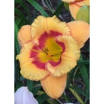 Hemerocallis Tigerlinger- Sásliliom K2l