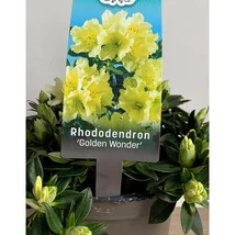 Rhododendron 'Golden Wonder' - Havasszépe CS14