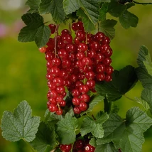 Ribes rubrum 'Jonkheer van Tets' - Piros ribizli K2 40/50