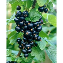 Ribes rubrum  Titania Fekete ribizli K2 40/50