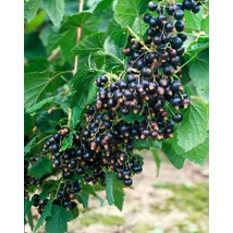 Ribes nigrum "Silvergieters' Fekete ribizli K2 30/50
