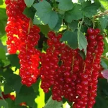 Ribes Piros Ribizke Vessző Jonkheer van Tets