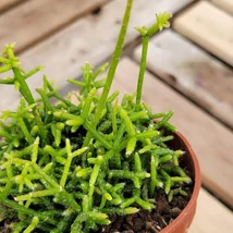 Rhipsalis cereuscula epifita kaktusz