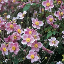 Anemone tomentosa Robustissima - Őszi szellőrózsa, kínai szellőrózsa CS14