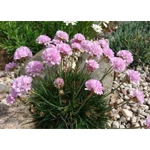 Armeria ‘Röschen’ – borókalevelű pázsitszegfű CS14