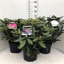 Rhododendron yakushimanum in varieties - Rododendron színmix készlet szerint EXTRA P29