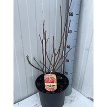 Azalea x knaphill 'Fireball' - Azálea K23l 60cm