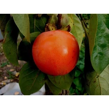 Diospyros kaki 'Rojo Rosso Brillante' - Datolyaszilva K10