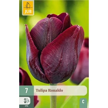 Jub Ronaldo tulipán virághagyma 7db/cs Jub Ronaldo tulipán virághagyma 7db/cs