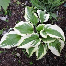 Hosta 'Silk Road' – Árnyékliliom CS14