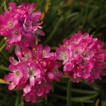 Armeria caespitosa Pinkes Röschen pázsitszegfű Cs14