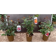 Rosa meilland mix - Bokorrózsa K4