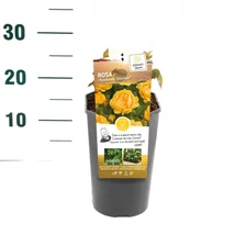 Rosa Absolutely Fabulous - Sárga rózsa P19