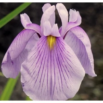 Iris ensata Rose Queen - Japán mocsári nőszirom Cs14