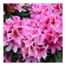 Rhododendron -Graziella K5 30/40