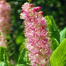 Clethra alnifolia 'Pink Spire' - Borscserje 40/60