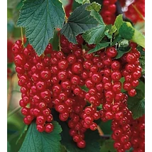 Ribes rubrum 'Rovada' - Piros ribiszke K2 40/50