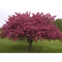 Malus Malus Royalty  Vöröslevelű díszalma K20 8/10