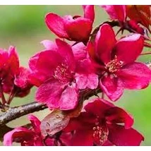 Malus 'Royal Beauty' -Csüngő díszalma K5 T80