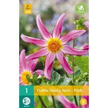 Jub Holland Dália gumó Honka Roze Pink 1-db