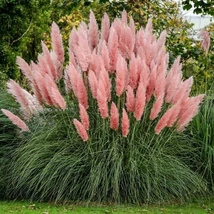 Cortaderia Red Mistral - Rózsaszín pampafű 10l