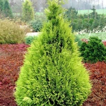 Chamaecyparis lawsoniana 'Stardust' - Arany oregoni hamisciprus gömb K