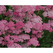 Achillea millefolium Tutti Frutti Pink Grapefruit - Cickafark Cs14