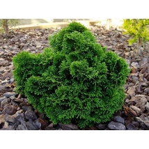Chamaecyparis obtusa 'Nana Gracilis' - Hinoki álciprus 15/20
