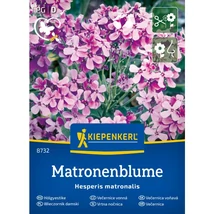 Kiepenkerl Matonenblume Hölgyestike