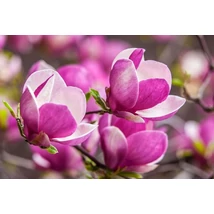 Magnolia Magnolie da fiore– Nagyvirágú liliomfa C9
