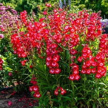 Penstemon Rubicunda - Bugatölcsér Cs14