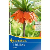 Kiepenkerl Fritillaria Imperialis Rubra császárkorona virághagyma 1db Kiepenkerl Fritillaria Imperialis Rubra császárkorona virághagyma 1db